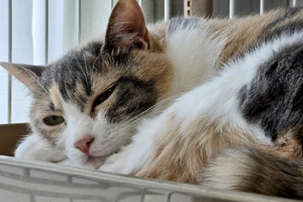 眠そうな猫